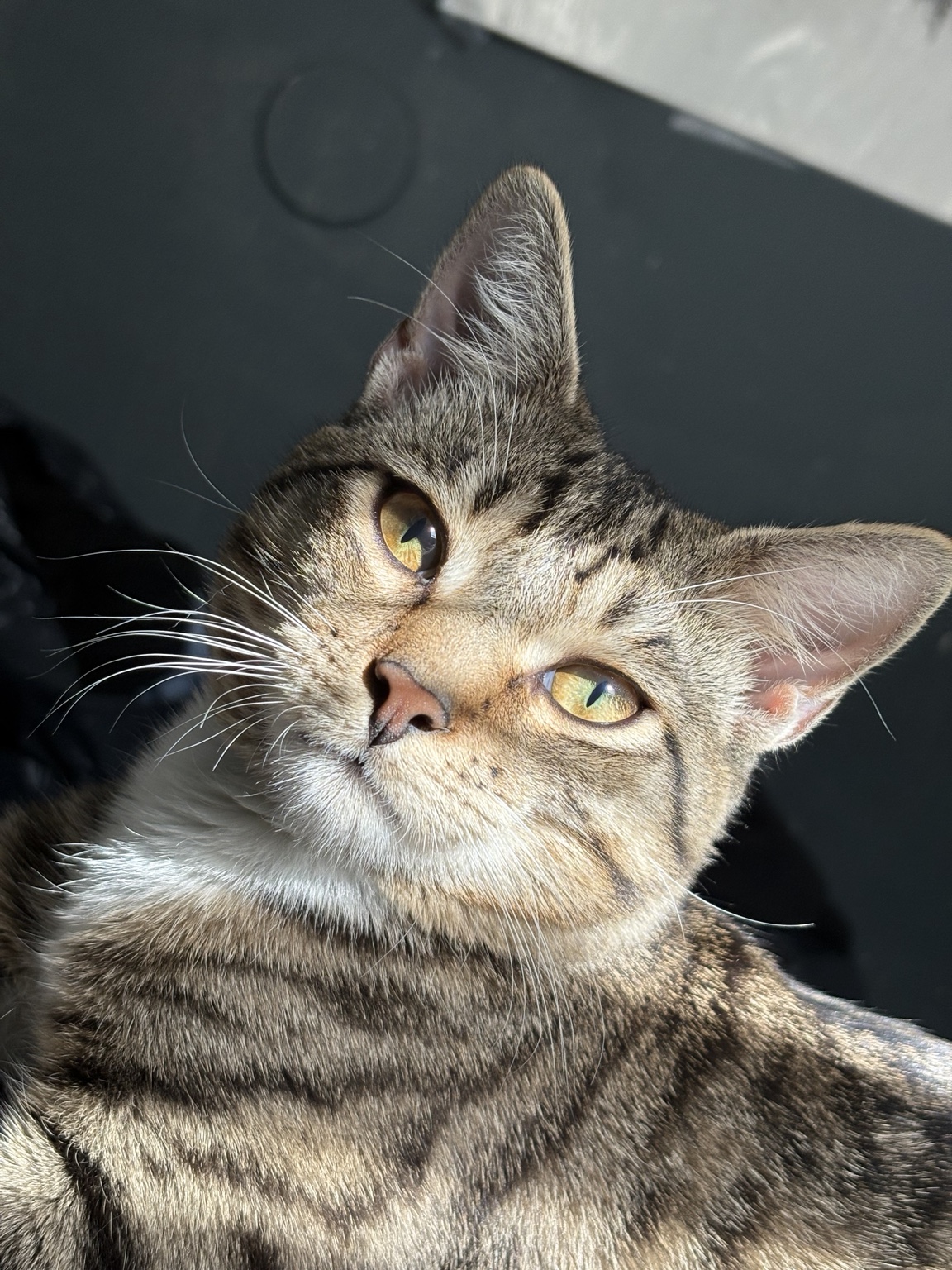 Tabby cat relaxing in warm sunlight