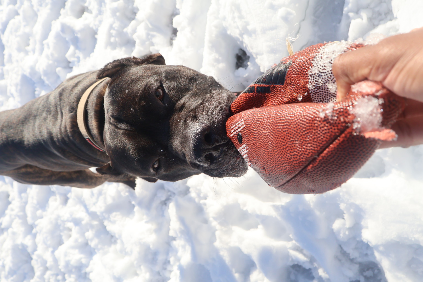 Black dog playing tug with a football in the snow